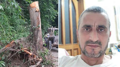K­a­s­t­a­m­o­n­u­’­d­a­ ­k­e­s­t­i­ğ­i­ ­a­ğ­a­ç­ ­d­a­l­ı­n­ı­n­ ­ç­a­r­p­m­a­s­ı­y­l­a­ ­d­ü­ş­ü­p­ ­ö­l­d­ü­
